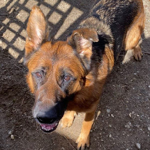 Meet your Posher, Samantha